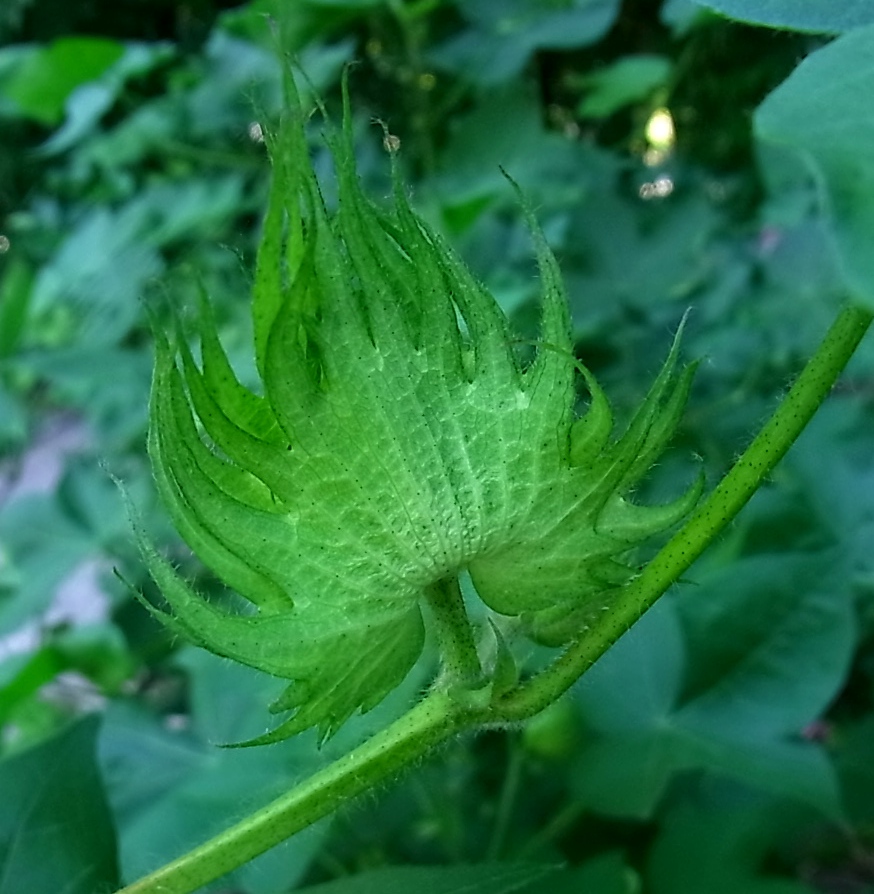 Изображение особи Gossypium hirsutum.