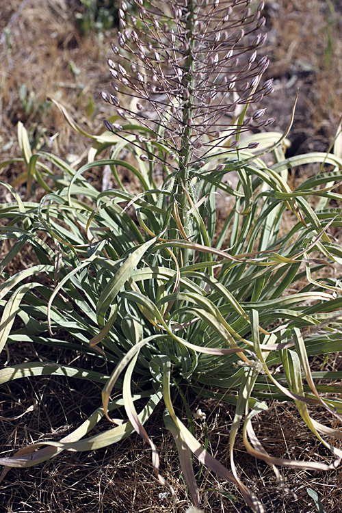 Image of Eremurus olgae specimen.