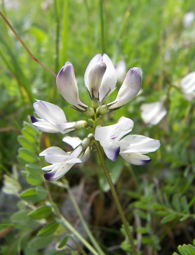 Изображение особи Astragalus alpinus.