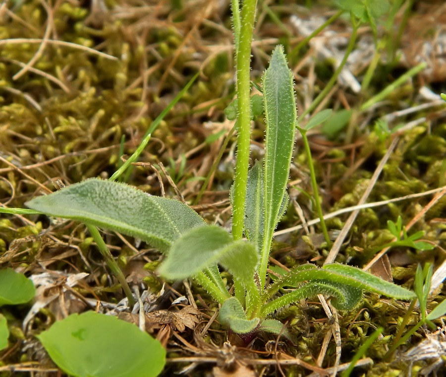 Image of Parrya nudicaulis specimen.