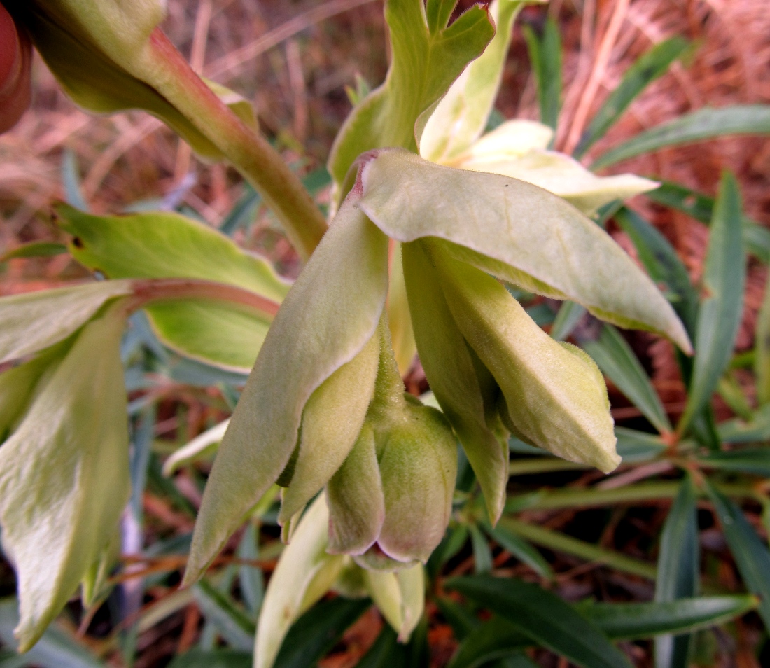 Изображение особи Helleborus foetidus.