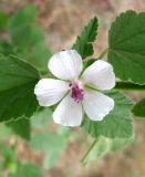 Althaea officinalis. Цветок и листья. Астраханская обл., Приволжский р-н, с. Бирюковка, берег р.Бушма у устья р.Рычан. 24.08.2010.