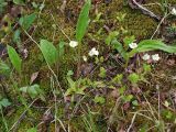 Pinguicula alpina. Цветущие растения. Мурманская обл., Кандалакшский р-н, окр. пос. Лувеньга, южный склон гор Лувеньгские Тундры, тундровый пояс, 350 м н.у.м. 01.07.2010.