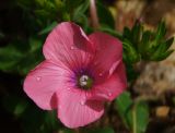 Linum pubescens. Венчик цветка. Израиль, горный массив Кармель. 05.04.2011.