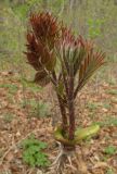 Aralia elata