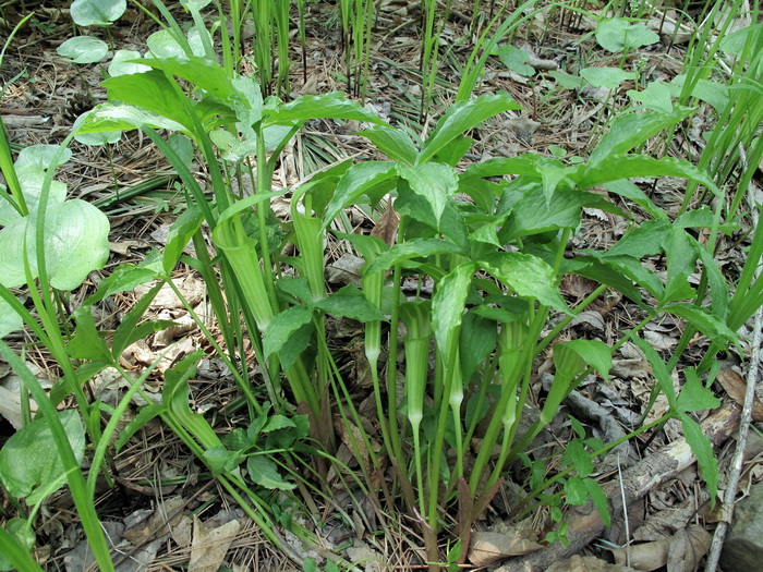 Image of Arisaema amurense specimen.