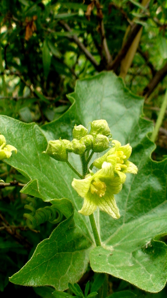 Image of Bryonia alba specimen.