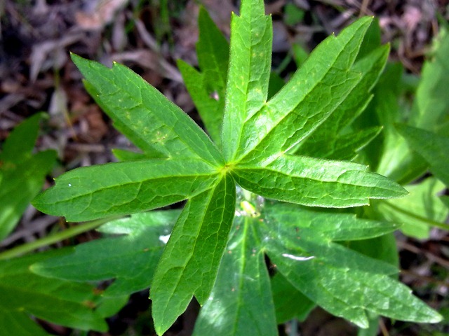 Изображение особи Anemonidium dichotomum.