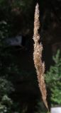 Calamagrostis extremiorientalis