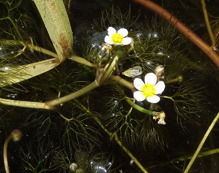 Изображение особи Ranunculus &times; glueckii.