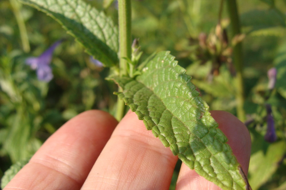 Изображение особи Nepeta sibirica.