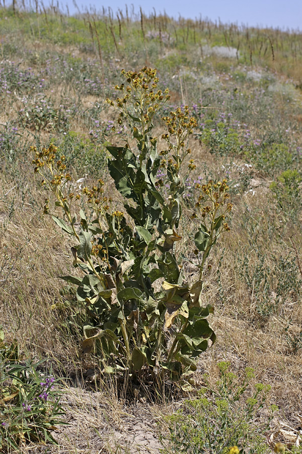 Image of Inula macrophylla specimen.