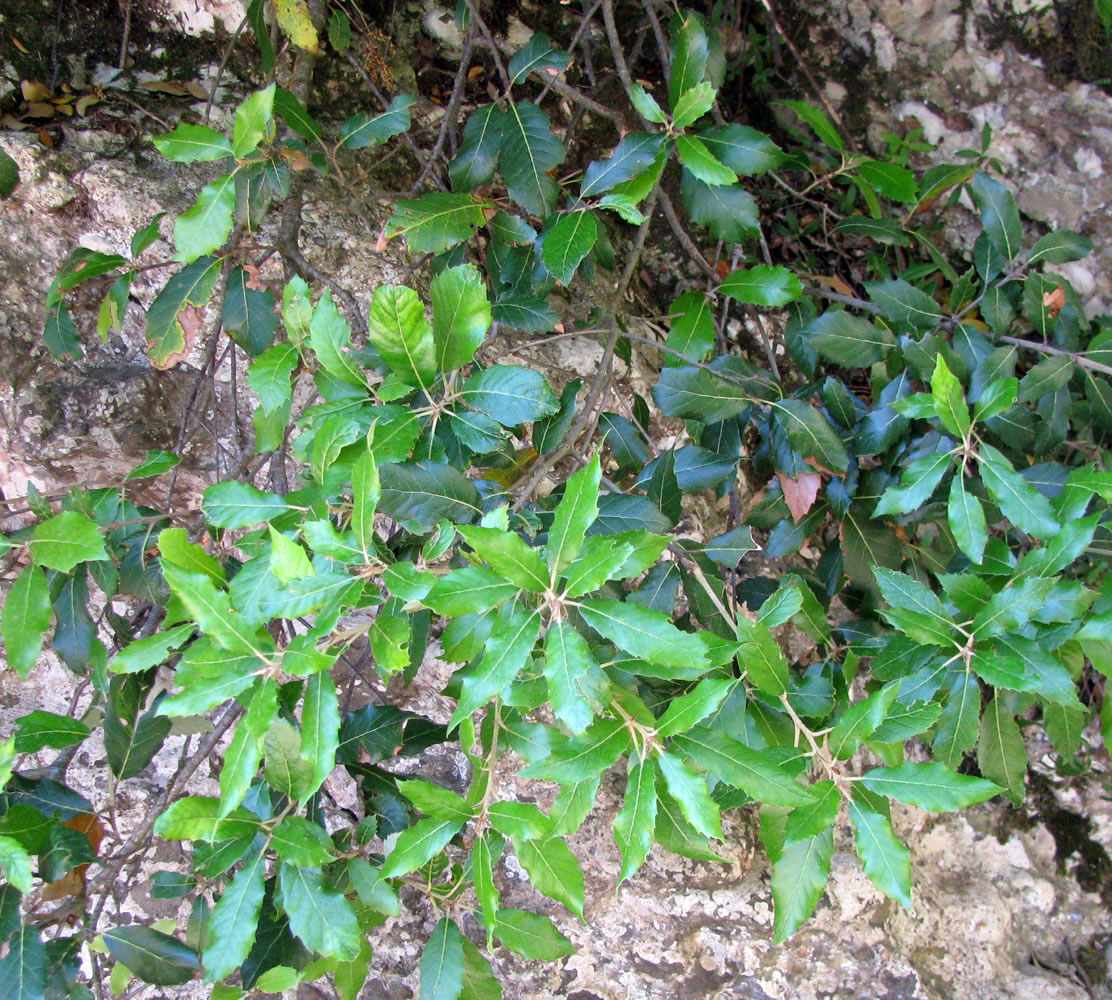 Image of Quercus castanea specimen.