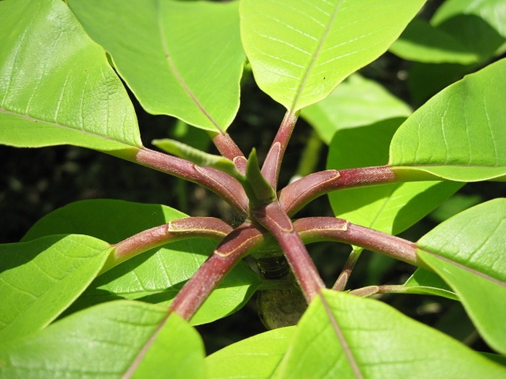 Изображение особи Magnolia hypoleuca.