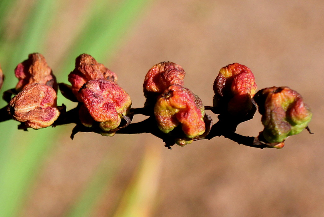 Image of Crocosmia masoniorum specimen.