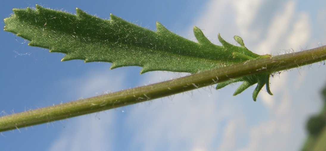 Image of Leucanthemum vulgare specimen.