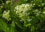 Смотреть изображение Cardaria draba