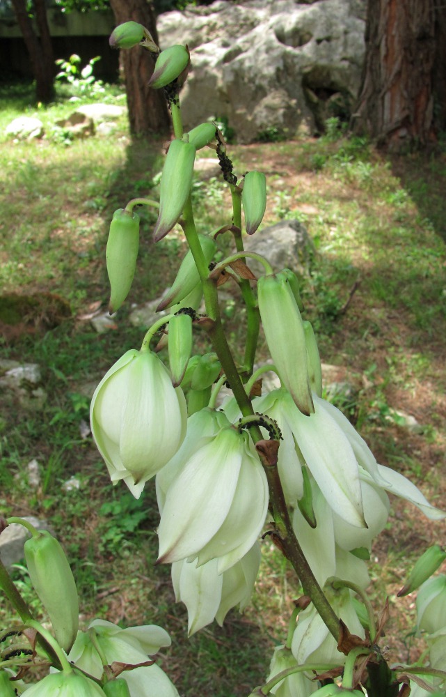 Image of Yucca gloriosa specimen.