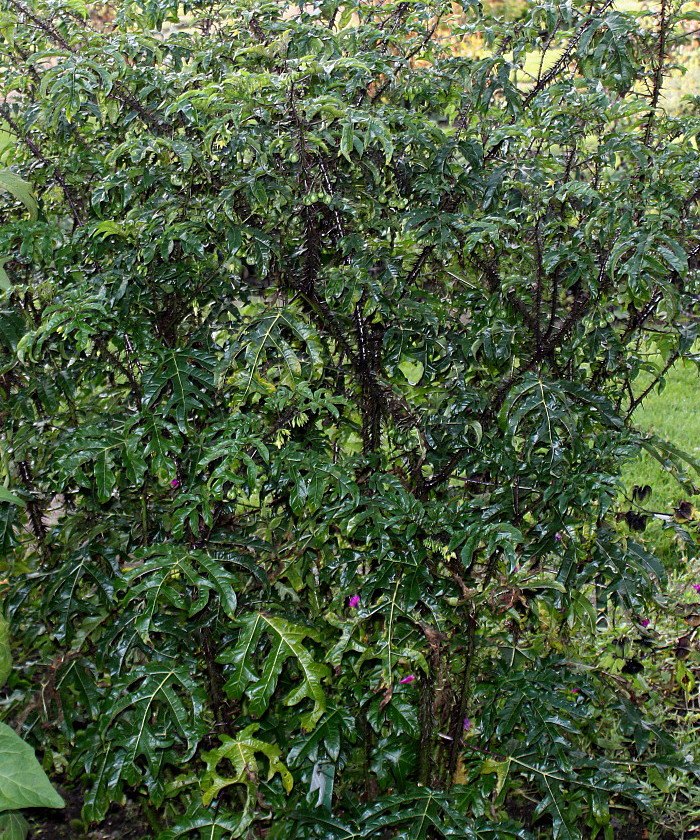 Изображение особи Solanum atropurpureum.