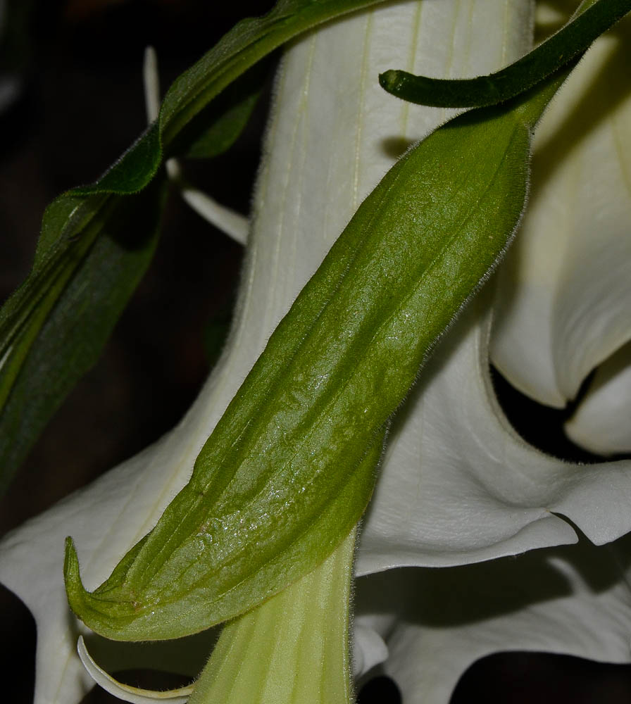 Image of Brugmansia arborea specimen.