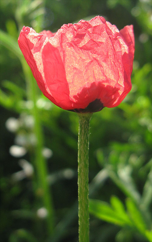 Изображение особи Papaver hybridum.