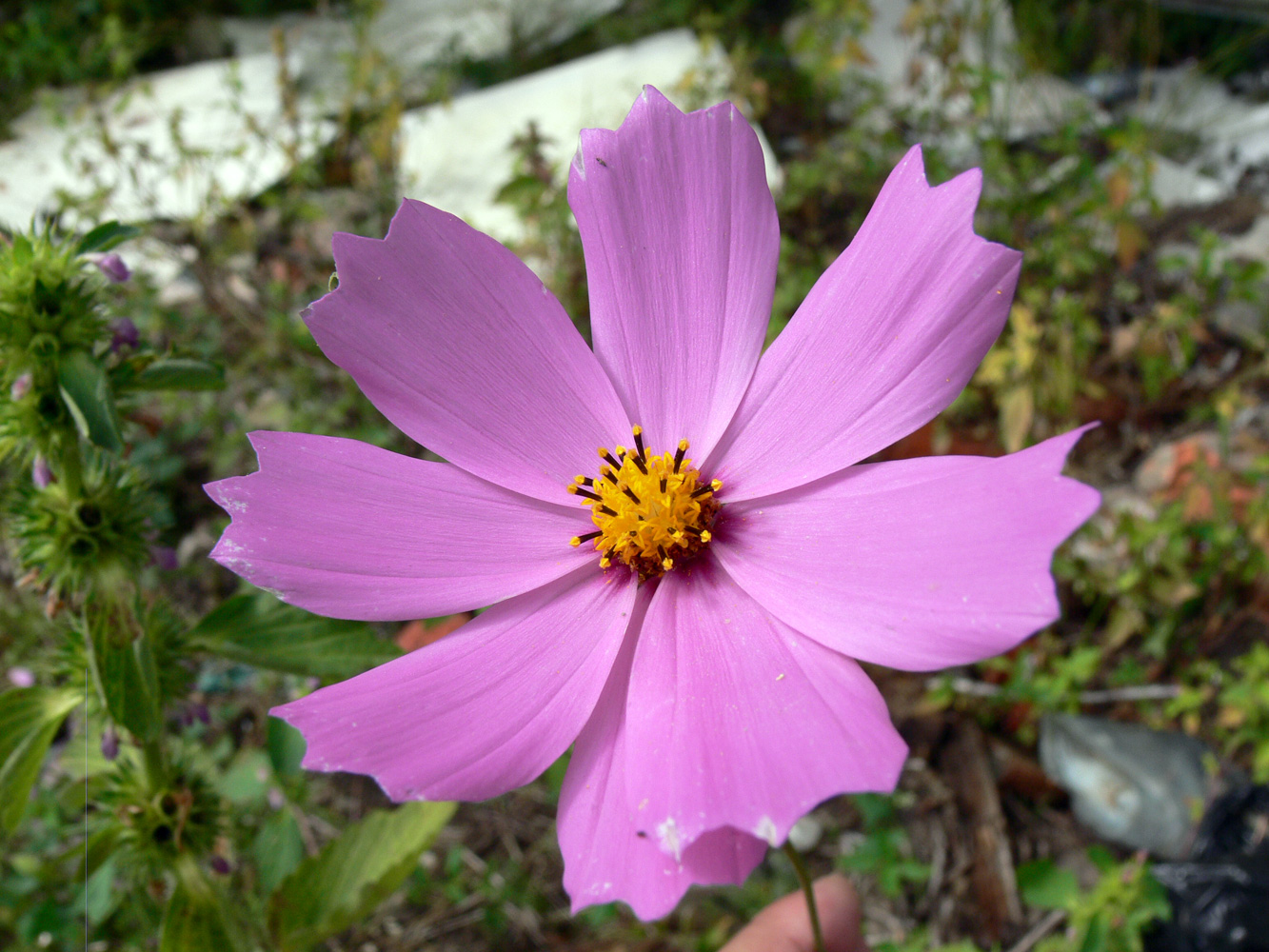 Изображение особи Cosmos bipinnatus.