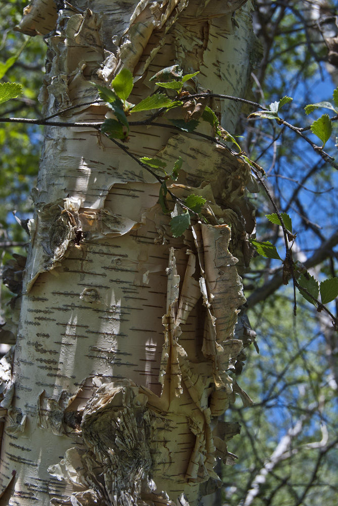 Изображение особи Betula microphylla.