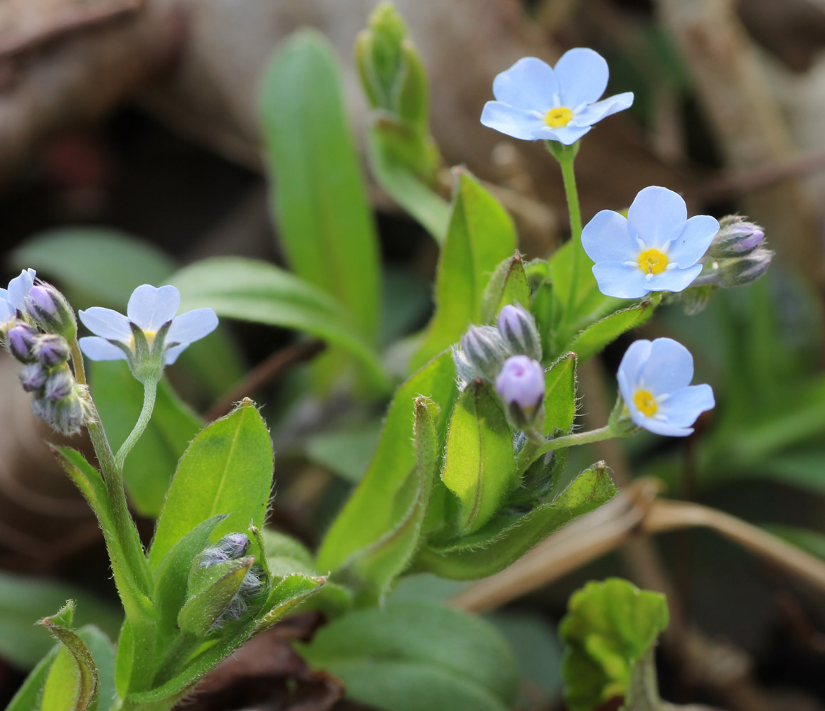 Image of Myosotis amoena specimen.