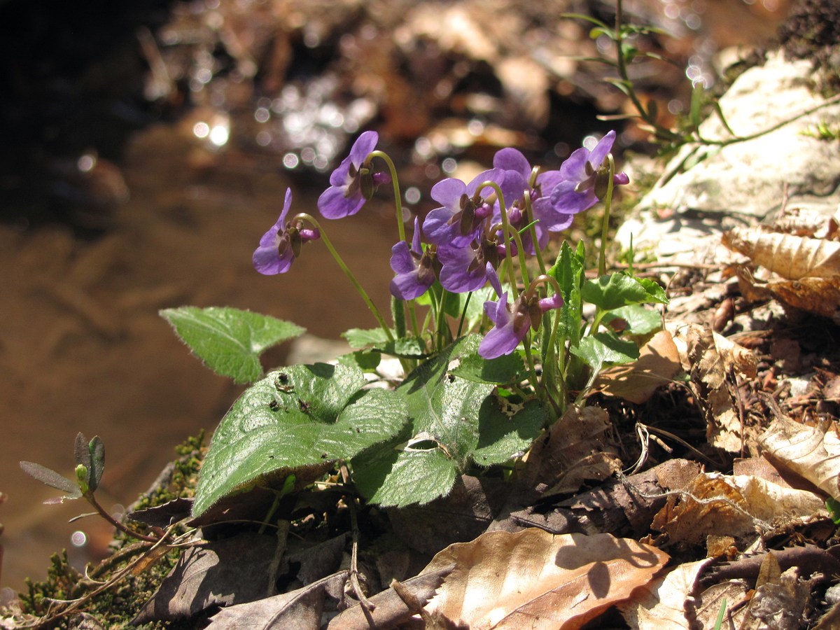 Изображение особи Viola dehnhardtii.