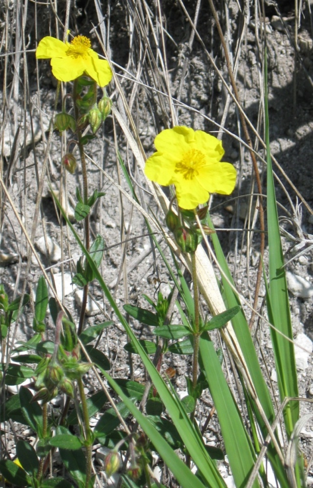 Image of Helianthemum nummularium specimen.