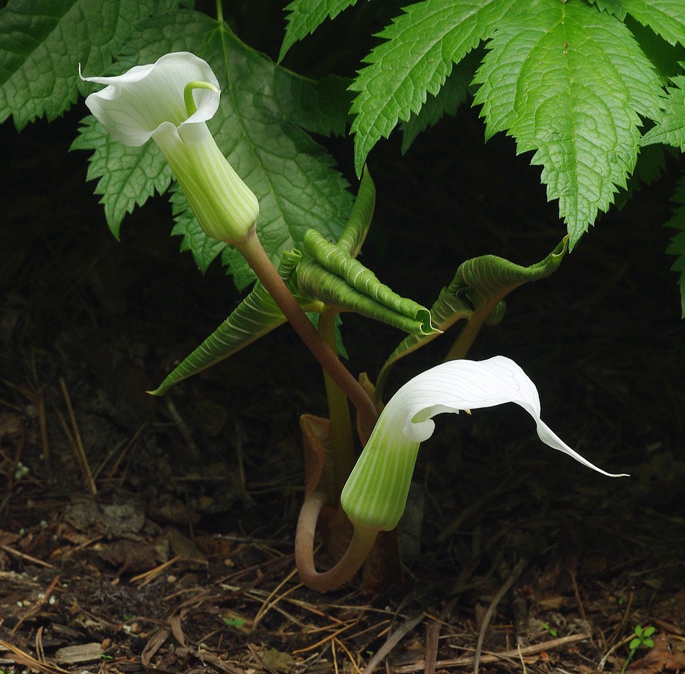 Image of Arisaema sikokianum specimen.