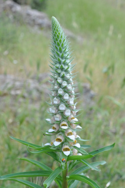 Image of Digitalis lanata specimen.