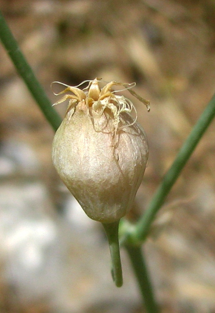 Image of Oberna crispata specimen.