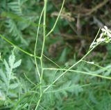 Sisymbrium altissimum. Часть побега. Украина, г. Запорожье, балка возле пос. Солнечный. 02.06.2013.