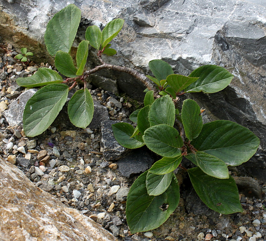 Image of Rhamnus pumila specimen.