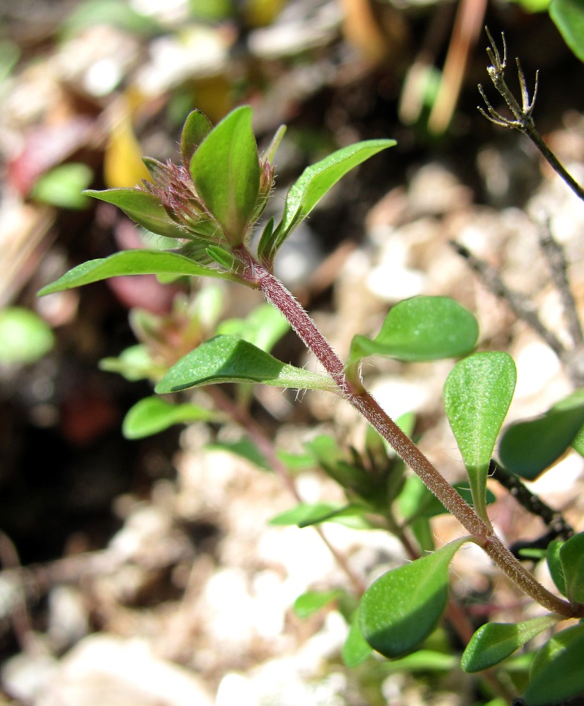 Image of genus Thymus specimen.