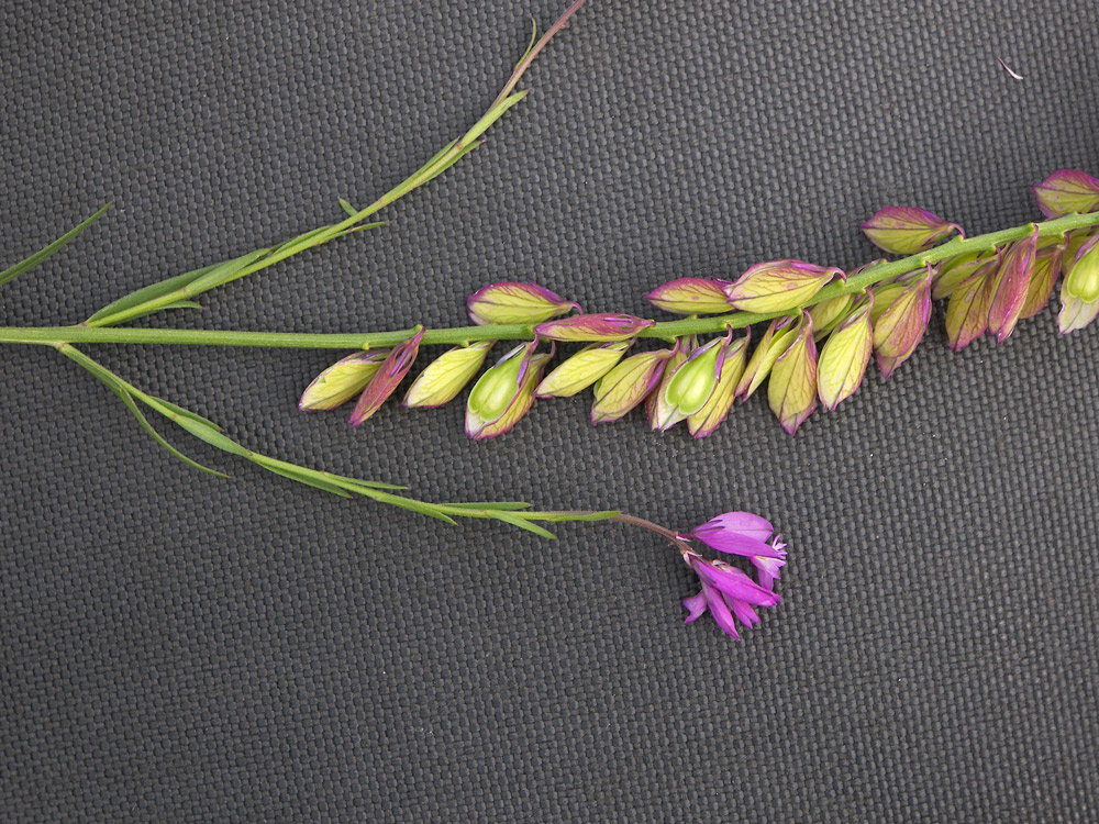 Image of Polygala major specimen.