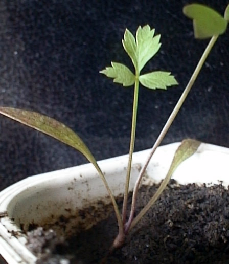 Image of Levisticum officinale specimen.