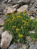 Senecio taraxacifolius