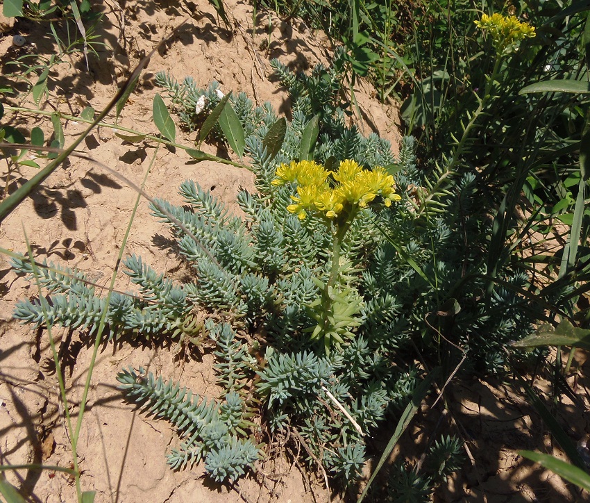 Image of Sedum reflexum specimen.