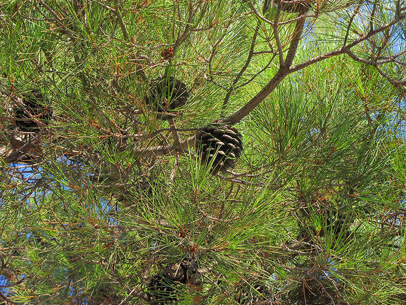 Image of Pinus pityusa specimen.