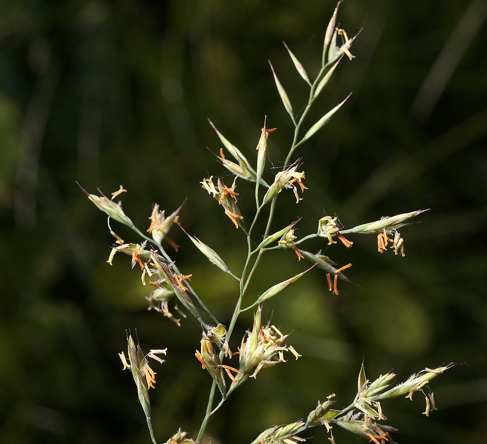 Image of Festuca rubra specimen.