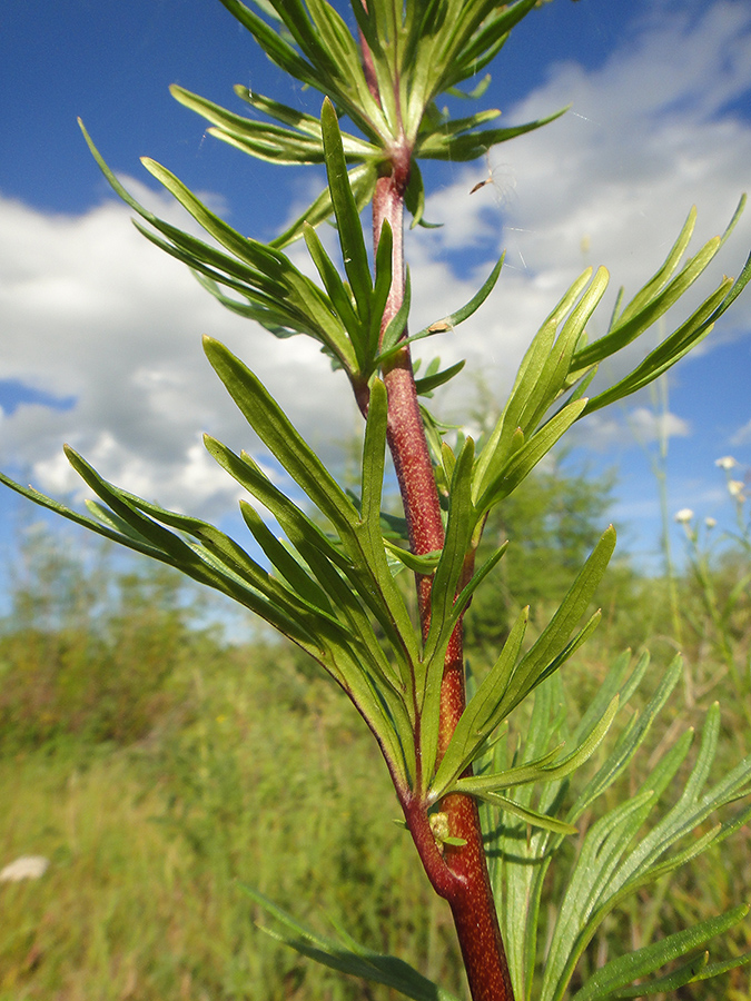 Image of Aconitum turczaninowii specimen.