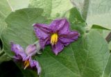 Solanum melongena