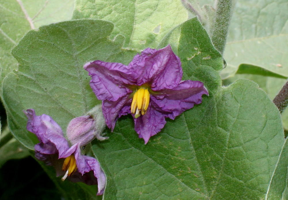 Изображение особи Solanum melongena.