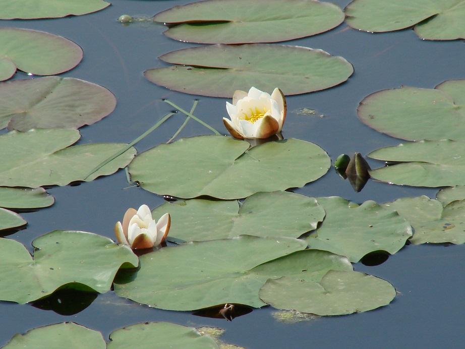 Image of Nymphaea candida specimen.