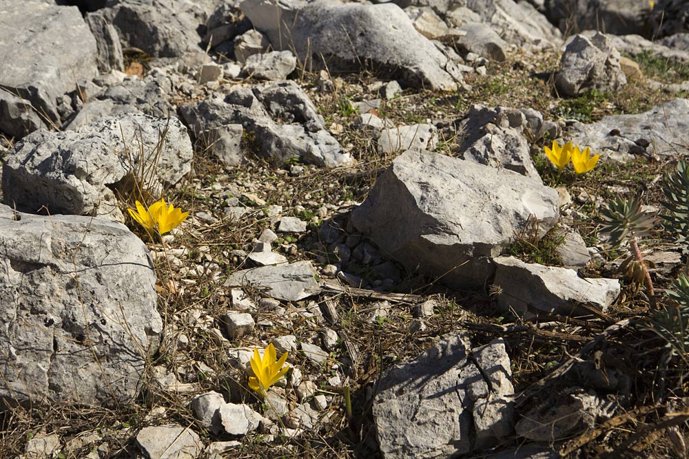 Изображение особи Sternbergia lutea.