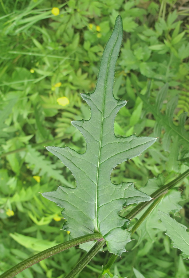 Image of Cirsium schantarense specimen.