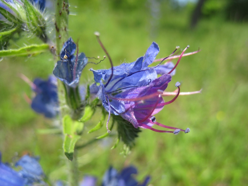 Изображение особи Echium vulgare.