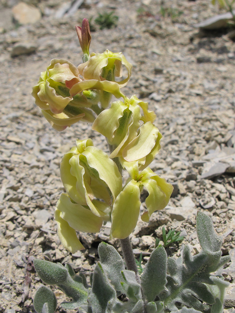 Image of Matthiola odoratissima specimen.